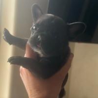 Cucciolo Bulldog Francese Femmina