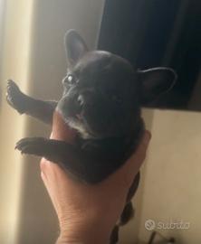 Cucciolo Bulldog Francese Femmina
