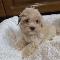 Maltipoo toy