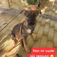 Cucciolo dolce da amare