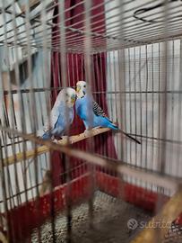 Cocoriti