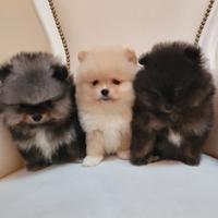 Cuccioli volpino pomerania