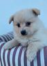 crazy-dog-spitz-2-mesi