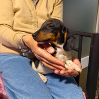 Bassotti Piebald cuccioli