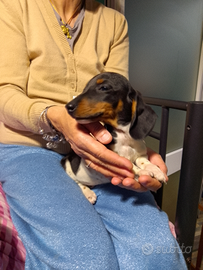 Bassotti Piebald cuccioli