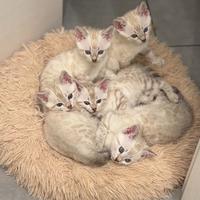 Bengala Cuccioli snow maschi e femmine