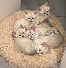 Bengala Cuccioli snow maschi e femmine