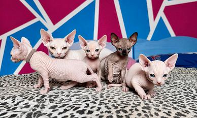 Cuccioli Canadian Sphynx