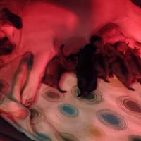 Disponibili cuccioli di carlino