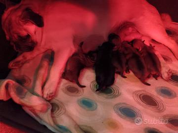 Disponibili cuccioli di carlino