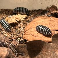 Colonia starter Armadillidium maculatum