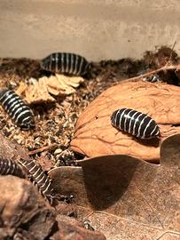 Colonia starter Armadillidium maculatum