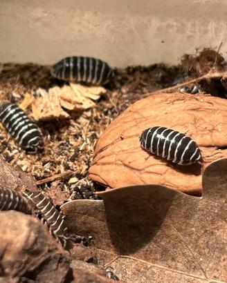 Colonia starter Armadillidium maculatum