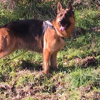 Pastore tedesco maschio