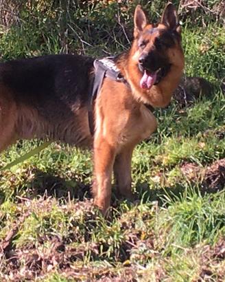 Pastore tedesco maschio