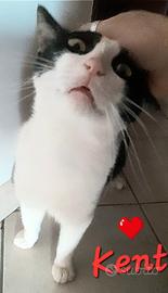 Gattino kent 1 anno dolcissimo