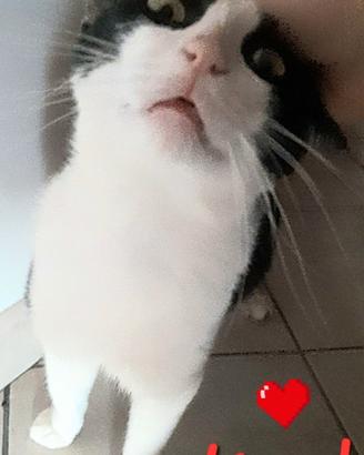 Gattino kent 1 anno dolcissimo