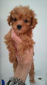 Barboncina Toy piccola