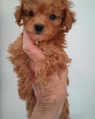 Barboncina Toy piccola