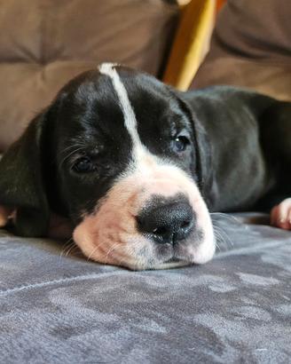 Cuccioli di alano di alta genealogia