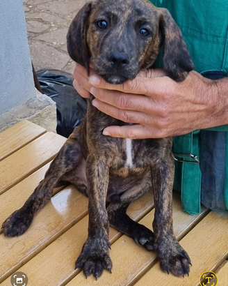 Segugi Maremmani Tigrati