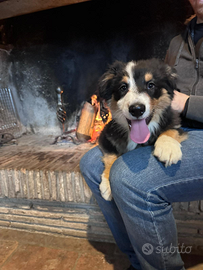 Cuccioli di pastore australiano