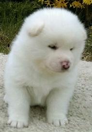 Akita inu