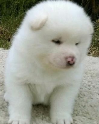 Akita inu