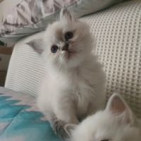 Cuccioli Sacro di Birmania