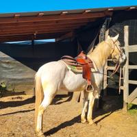Cavallo