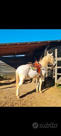 Cavallo