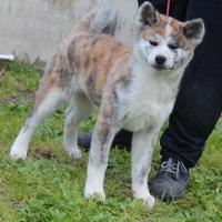 Cucciole di akita tigrate
