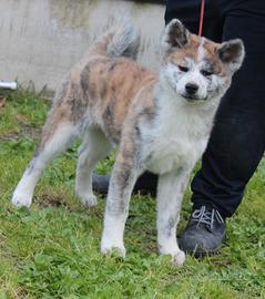 Cucciole di akita tigrate