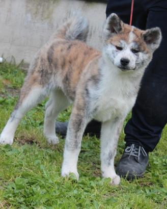 Cucciole di akita tigrate