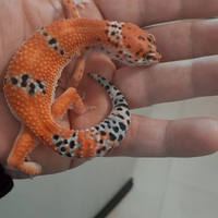 Geco leopardino