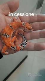 Geco leopardino