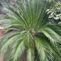 Giardina