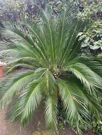 Giardina