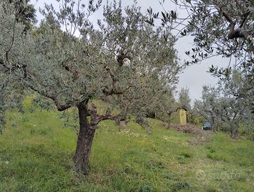 Terreno Spello - Collepino