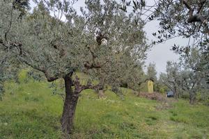 Terreno Spello - Collepino