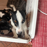 Jack Russell