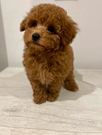 Barboncini piccolo toy