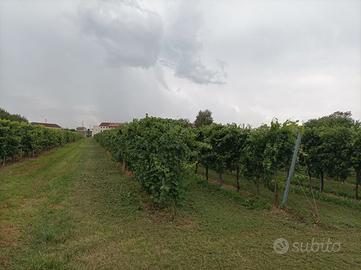 Vigneto Chardonnay