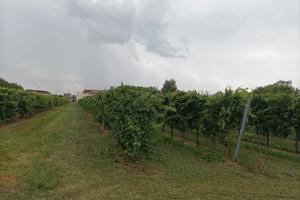 Vigneto Chardonnay