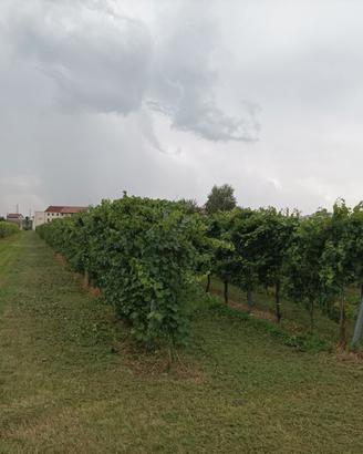 Vigneto Chardonnay