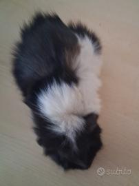 Cavie porcellini d'india