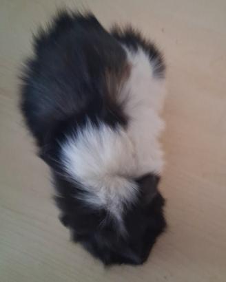 Cavie porcellini d'india