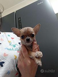 Chihuahua