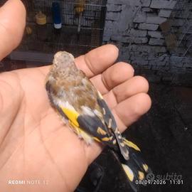 Cardellino giallo