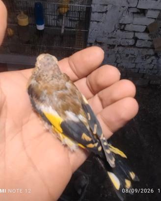 Cardellino giallo